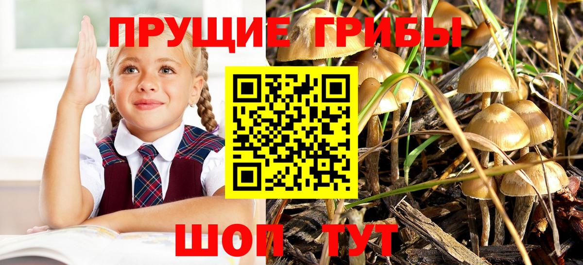 Зеленодольск  Псилоцибиновые грибы Psilocybe  Вход с VPN 